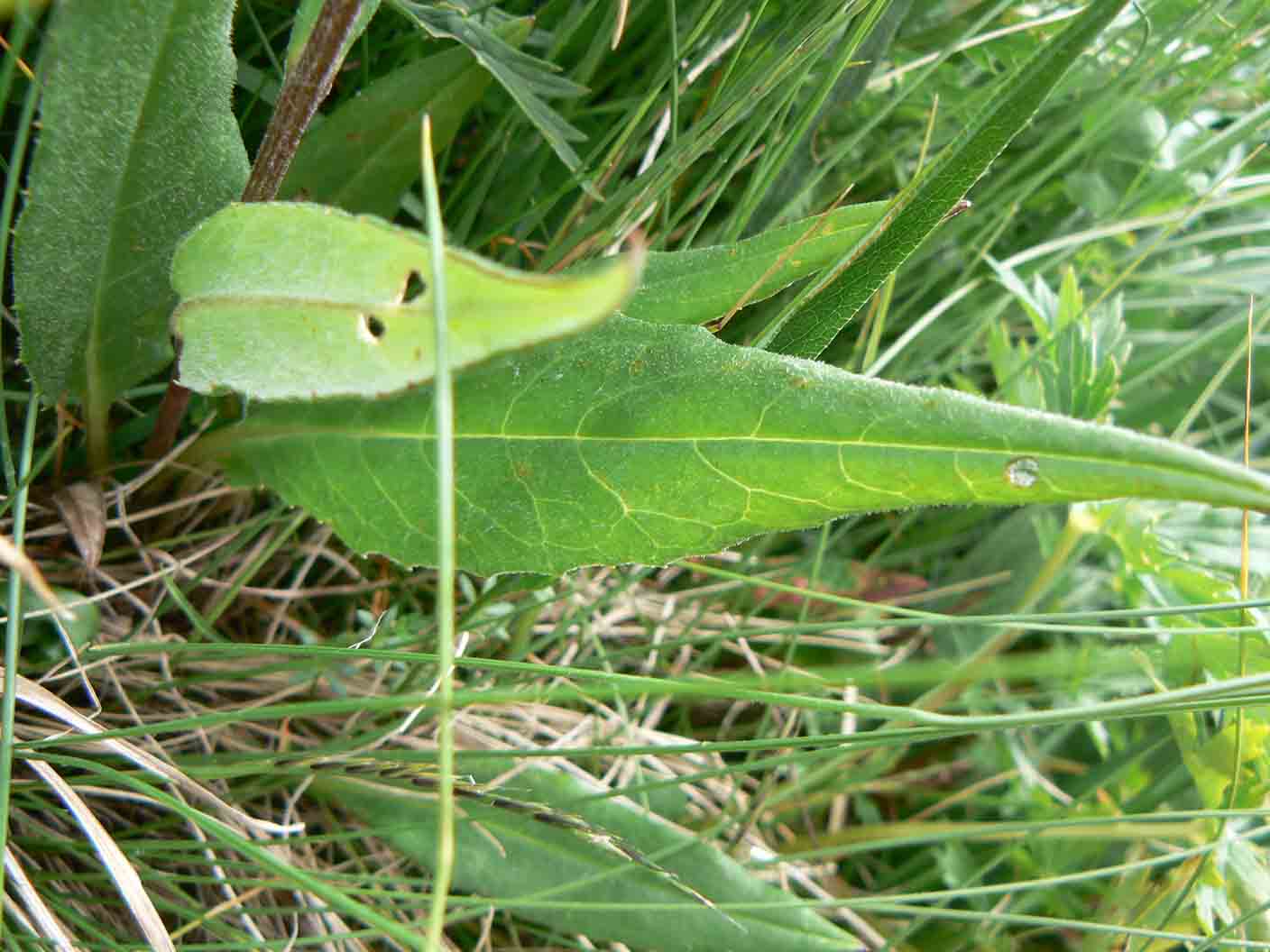 Saussurea alpina / Saussurea delle Alpi